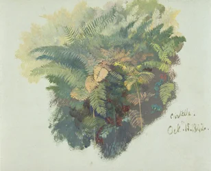 Studio di felci, Citivella, 1842